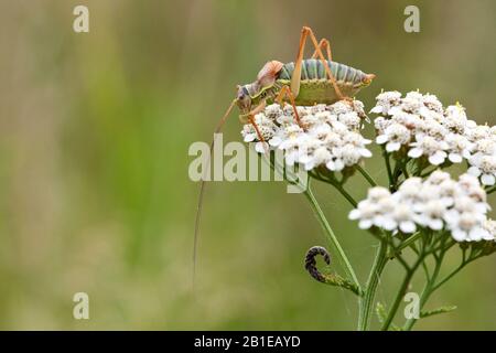 Common saddle-backed bushcricket, tizi (Ephippiger ephippiger, Ephippigera ephippiger, Ephippigera vitium), on yarrow , Netherlands, Gelderland, Hoge Veluwe National Park Stock Photo