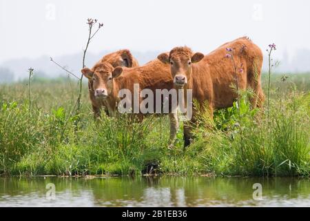 domestic cattle (Bos primigenius f. taurus), Cows along side of ditch, Netherlands Stock Photo