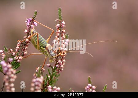 Common saddle-backed bushcricket, tizi (Ephippiger ephippiger, Ephippigera ephippiger, Ephippigera vitium), on heath, Netherlands, Gelderland, Hoge Veluwe National Park Stock Photo