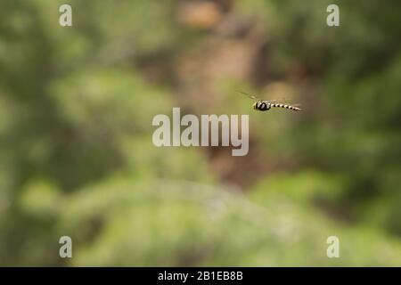 Magnificent Emperor (Anax immaculifrons), female in flight, Turkey Stock Photo