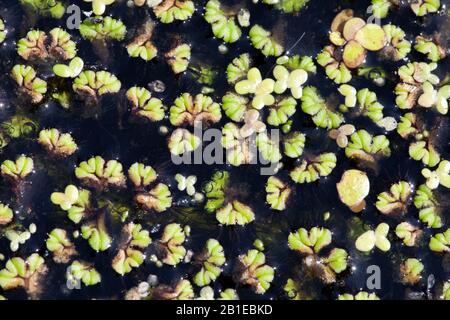 Purple-fringed Riccia (Ricciocarpos natans, Ricciocarpus natans), on water, Netherlands, Northern Netherlands Stock Photo