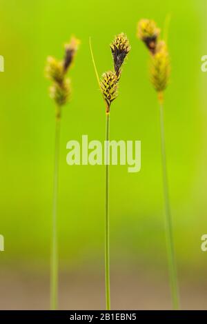 Buxbaum's sedge, brown bog sedge, club sedge (Carex buxbaumii), inflorescences, Netherlands, Frisia Stock Photo