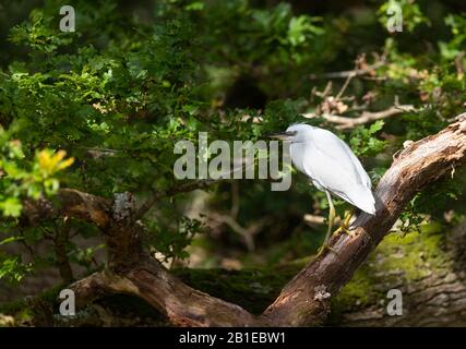 Little egret (Egretta garzetta) perched on a branch, England