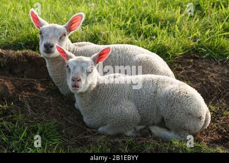 Texel sheep (Ovis ammon f. aries), two resting lambs on a sheep pasture, Netherlands, Texel Stock Photo