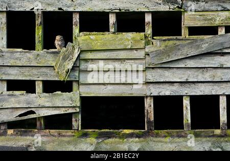 Little owl (Athena noctua) perched on an old barn wall, England Stock Photo
