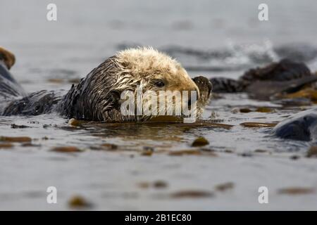 sea otter (Enhydra lutris), floating in the water, side view, USA, California Stock Photo