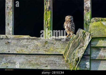 Little owl (Athena noctua) perched on an old barn wall, England Stock Photo