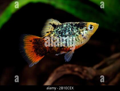 southern platyfish (Xiphophorus maculatus), male, breed Black Stock ...