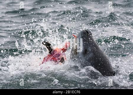 Leopard seal eating Gentoo penguin Antarctica Stock Photo - Alamy