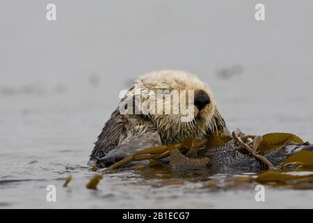 sea otter (Enhydra lutris), resting on the back swimming, USA, California Stock Photo