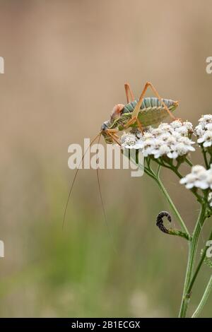 Common saddle-backed bushcricket, tizi (Ephippiger ephippiger, Ephippigera ephippiger, Ephippigera vitium), on yarrow , Netherlands, Gelderland, Hoge Veluwe National Park Stock Photo