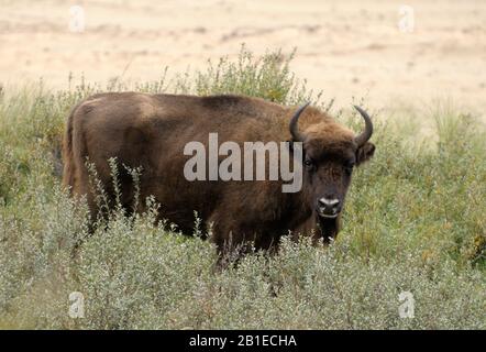 European bison, wisent (Bison bonasus), stands in meadow, Netherlands, Overveen Stock Photo