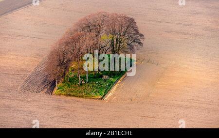 tree trupp in a monotone field landscape, aerial view, Germany, Schleswig-Holstein Stock Photo