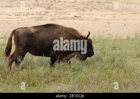 European bison, wisent (Bison bonasus), stands in meadow, Netherlands, Overveen Stock Photo