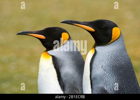 Portrait of two King penguins, Aptenodytes patagonica, Volunteer Point,  Falkland Islands Stock Photo - Alamy