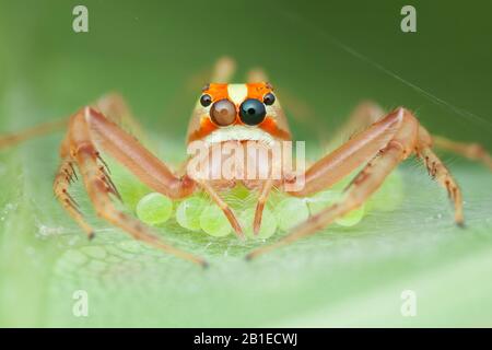 Viciria praemandibularis ; Wide-jawed viciria spider guarding eggs ; Female Wide-jawed viciria spider guarding her eggs ; Singapore Stock Photo