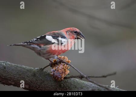 Two-barred Crossbill (Loxia leucoptera) of the european subspecies bifasciata. Here an adult male feeding on a pine cone. Stock Photo