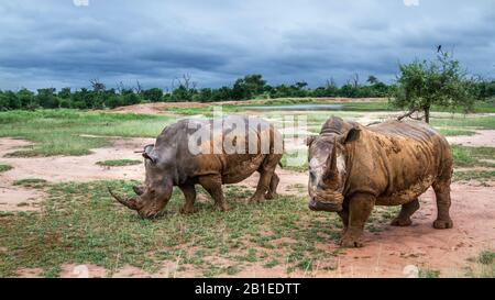 Two Southern white rhinoceros (Ceratotherium simum simum) in wide angle view in Hlane royal National park, Swaziland scenery