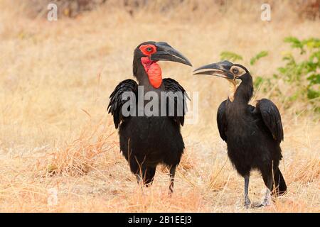 Southern Ground-Hornbill (Bucorvus leadbeateri) adult male and young begging in the dry grass in search of food, Botswana