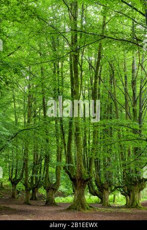 Hayedo de Otzarreta, Remarkable beech forest, formerly cut for charcoal production, Gorbeia Natural Park, Basque Country, Spain. Stock Photo