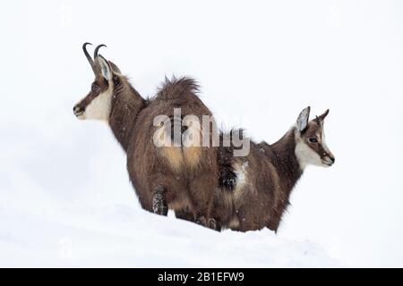 Chamois / Gaemse ( Rupicapra rupicapra ), cute fawn, young baby animal,  standing in a flowering alpine meadow, watching for its parents, Europe  Stock Photo - Alamy