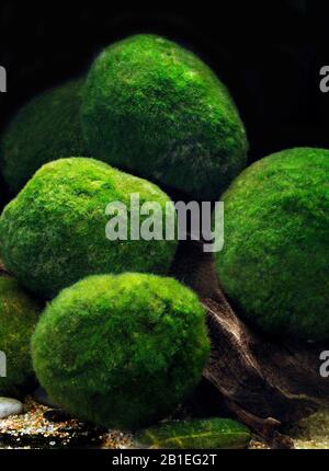 5 1st. moss balls, aquarium Cladophora aegagropila linneiae moss, aquarium plants, decorative plants, real marimo moss balls, aquarium, moss ball, 2-4cm For Vases, Terrariums & Wall Decoration with