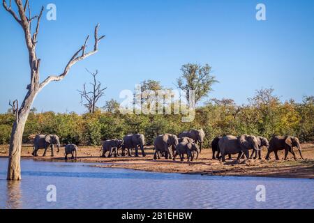 African bush elephant (Loxodonta africana) herd walking along Sable dam in Kruger National park, South Africa