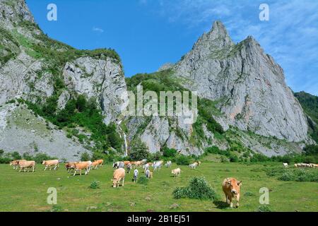 Herd of Blondes d'Aquitaine in summer pasture on the Sanchez plateau, Pyrenees, France
