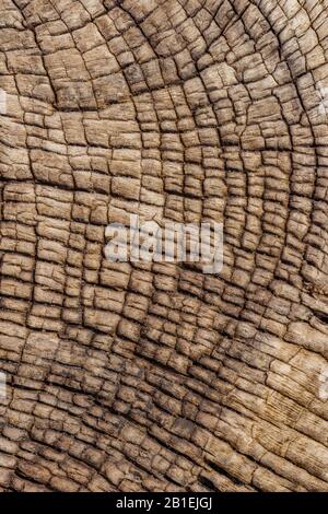 Wooden background from a shipwreck in the Skeleton Coast in Namibia. Stock Photo