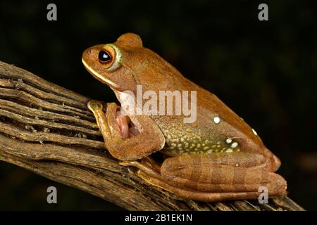 White-lipped Bright-eyed Frog (Boophis albilabris ; synonyme : Rhacophorus albilabris), Andasibe (Perinet), Region Alaotra-Mangoro, Madagascar