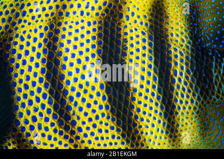 Detail of an Angel Fish, Misool, Raja Ampat, Indonesia Stock Photo