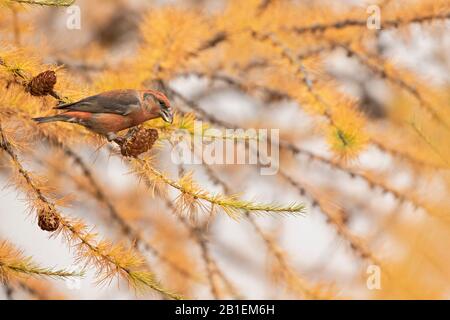 Common Crossbill (Loxia curvirostra) male on a larch, Italian Alps. Stock Photo