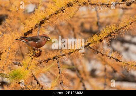 Common Crossbill (Loxia curvirostra) male on a larch, Italian Alps. Stock Photo