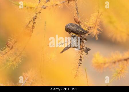 Common Crossbill (Loxia curvirostra) female and chick on a larch, Italian Alps. Stock Photo