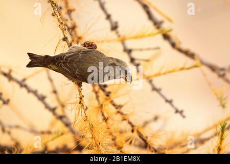 Common Crossbill (Loxia curvirostra) female on a larch, Italian Alps. Stock Photo