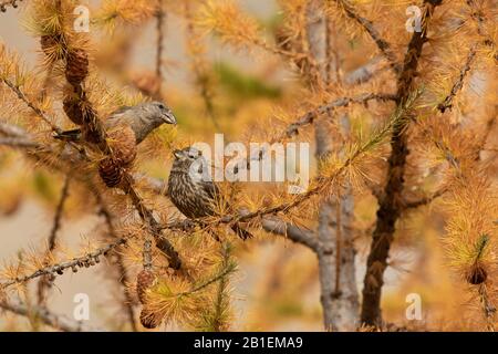 Common Crossbill (Loxia curvirostra) female and chick on a larch, Italian Alps. Stock Photo