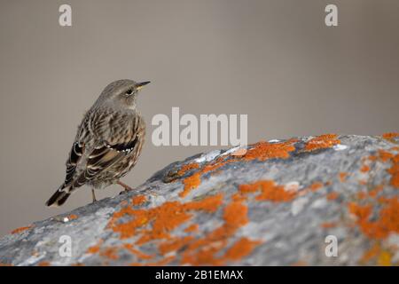 Alpine accentor (Prunella collaris) on rock in the Valais Alps, Switzerland. Stock Photo