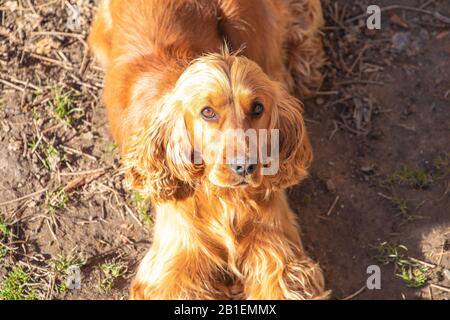 Young red English Cocker Spaniel dog portrait, dirt background Stock Photo