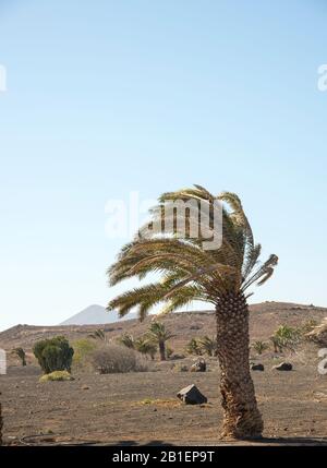 Canarias palm trees blowing against the wind on the Island of Lanzarote Spain Stock Photo