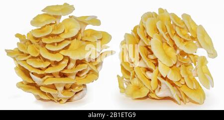 Yellow oyster mushroom isolated on white background Stock Photo