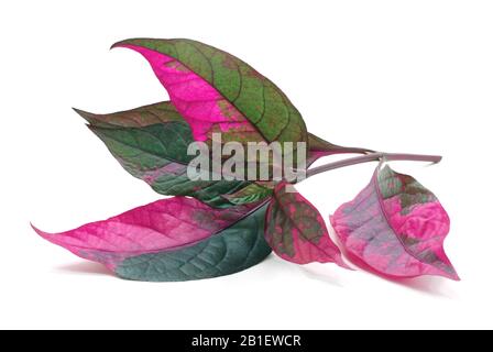 tropica red leaf isolated on white background Stock Photo