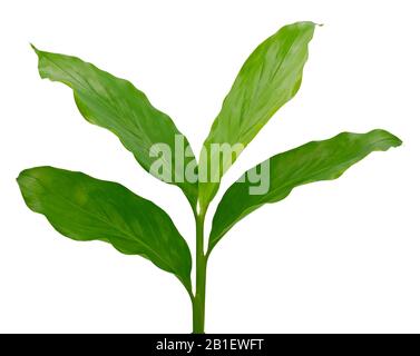 Turmeric leaf isolated on white background Stock Photo