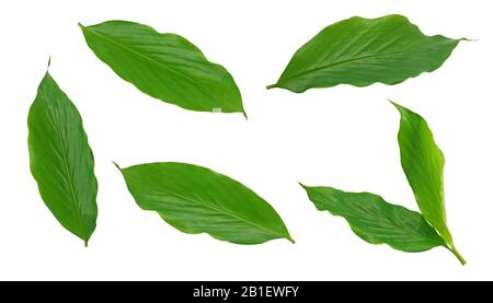 Turmeric leaf isolated on white background Stock Photo