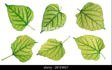 mulberry leaf isolated on white background Stock Photo