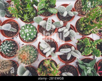 Variety of small cactus plants in plastic pots on white loading trays