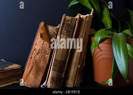 Stack of ancient books with damaged bindings and big pot with green plant Stock Photo