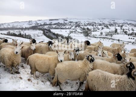A Flock of Sheep in the Snow Covered North Pennine Landscape of Teesdale, County Durham UK Stock Photo
