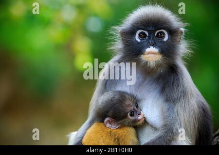 dusky leaf monkey in thailand national park Stock Photo - Alamy