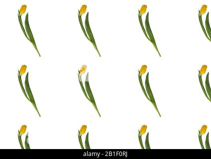 Floral pattern made of yellow tulip on white background. Flat lay, top view. Flowers background. Floral pattern. Pattern of tulips. Flowers pattern te Stock Photo