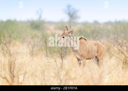 Greater kudu (Tragelaphus strepsiceros) feeding on bush, Kruger National Park, South Africa.